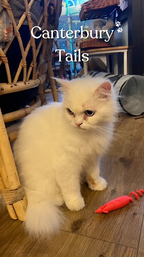 Happy International Cat Day! 🐾 Canterbury Tails was pawsitively purrfect! 💕Go check out Canterbury Tails Cat Cafe #InternationalCatDay #Cats #Canterbury #Kent #VisitKent | Canterbury Christ Church University