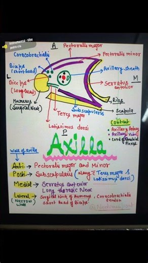 AXILLA💥(ANATOMY -UPPER LIMB)