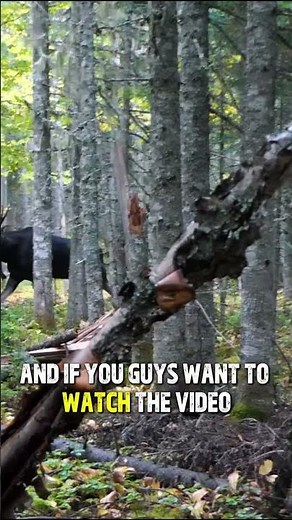 Moose Hunting With Kendall Gray! #hutning #outdoors #moose #moosehunting