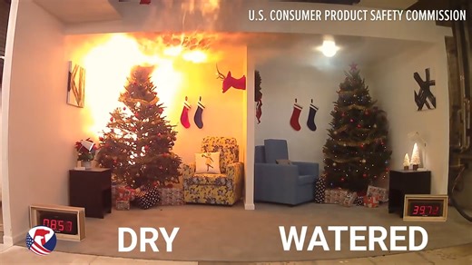 Dr. Bert Cregg of Michigan State's Department of Horticulture discusses proper Christmas tree care. Follow these steps to have a healthy beautiful Christmas tree this holiday season. | MLive.com