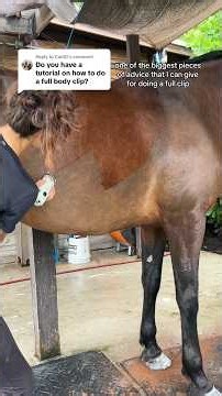 How to body clip a horse. #horse #horseclipping #horsegrooming #horselife #bayhorse #equestrianlife