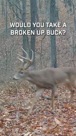 United Outdoors on Instagram: "🤔Would you take a broken up buck?"