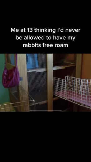 Dreams do come true 🥰 #rabbits #rabbit #rabbitsoftiktok #bunny #bunnies #bunniesoftiktok #housebunny #houserabbits