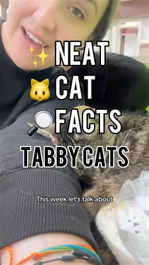 24K views · 1K reactions | What kind of tabby do you have?  #tabbycats #tabbies #tabbycat #neatcatfact #catfacts #facts #neatcatfacts #themoreyouknow #interestingfacts #interestingcat #tabbycoatpatterns | The Cattery Cat Shelter | Facebook