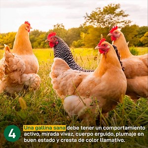 ✍Te compartimos unos tips básicos para que puedas empezar a criar gallinas en tu propio corral con Gallinor🐔🐔. ¡Recuerda Molinorte te brinda la asesoría técnica y veterinaria totalmente gratis!👍 | Molinorte