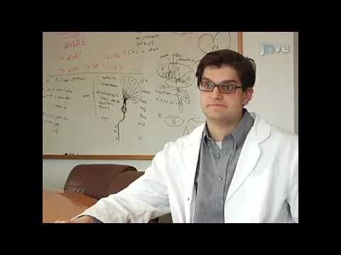 Neural tube closure processes in cultured whole mouse embryos