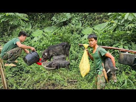 Solo Forest Adventure: Catching Wild Boars and Moving Them to a New Pen