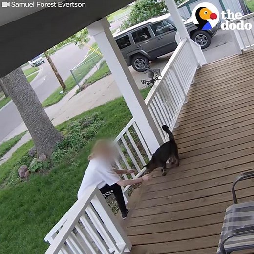 Cat Escapes From Woman Trying to Steal Him - SECURITY FOOTAGE | The Dodo