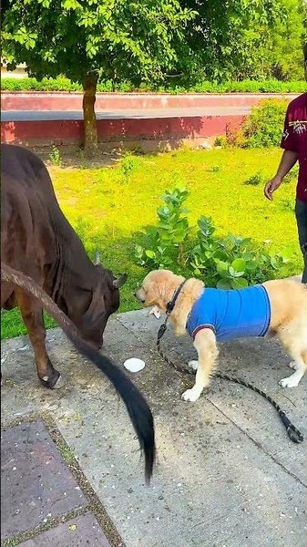 सब ने ऐसा मेरे डॉगी के साथ क्यों किया था कल😱 #funnydogs #shorts