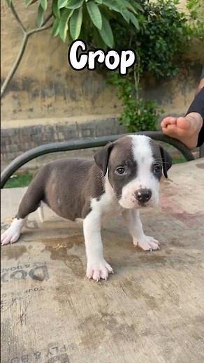 Pitbull ke ears crop #earcrop #cropping #pitbull