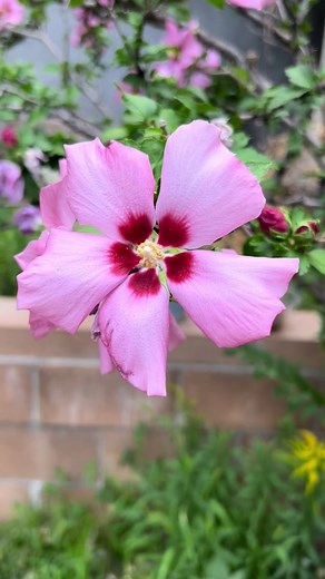 Caitie 💙 (@caitiemay3)’s videos with original sound - Caitie 💙