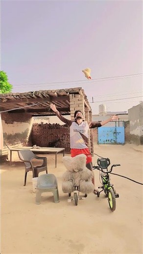 Teddy kyu udne lga😱 #funny #trending #comedy #mrkingsaabaa #ytshorts