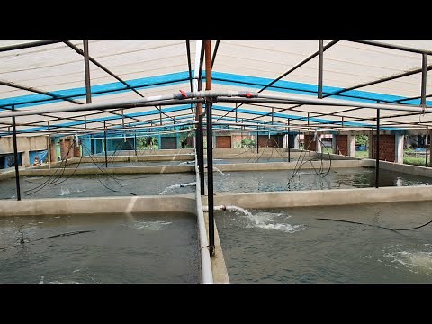 Recirculating Aquaculture System. RAS Fish Farming.