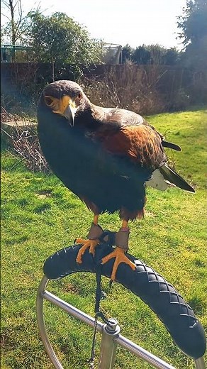 HARRIS HAWK SOUNDS