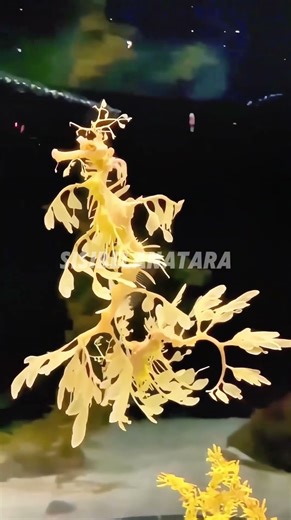 Leafy Sea Dragon: The Ocean’s Most Magical Camouflage!