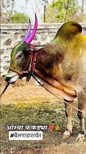 Singham | maval king omya | मावळ किंग ओम्या । ओम्या बैलगाडा शर्यत # #bailgadasharyat # #bailgada
