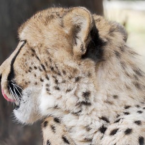 12K views · 509 reactions | I'm a purring cat not a roaring cat.  Cheetahs produce all kinds of sounds including purrs that typically show contentment. Chirping, which is usually communication between mom and cubs, and a variety of yelps, moans, growls, hisses, and spitting vocalizations for combative situations. | Fossil Rim Wildlife Center | Facebook