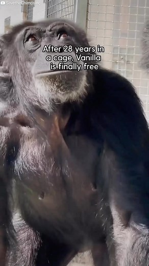 3K views · 40 reactions | Vanilla’s freedom is everything. 凉 “Vanilla is a lab testing survivor who is enjoying freedom & the feeling of sun on her face for the very first time. It’s time to END the use of animals in research. Comment if you agree! : @thedodo with @savethechimps #savethechimps #animalrescue #sentientbeings #chimpsanctuary #primateconservation #animallovers #chimpanzees #bananimaltesting #vegangreenplanet | Vegan Green Planet | Facebook