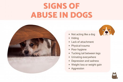 Signs of an Abused Dog - Emotional and Physical Animal Cruelty