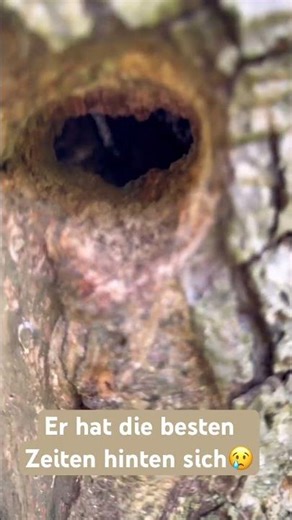 He's seen better days 😢