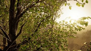 Bionicnrg - Woodland Trail: