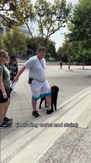 What does a guide dog do?