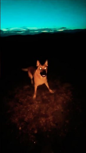 Best Places to Play Fetch with Your Dog