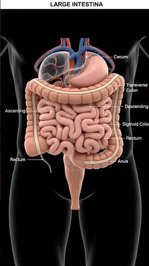 Large Intestine Explained in 3D | Human Digestive System Anatomy