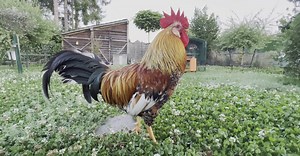 Video by Papy Nounn on Pexels