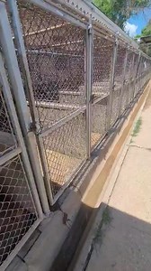 215K views · 3.1K reactions | So many dogs.... not enough homes ❤ They are all safe with us until they find their people. They go out in our grassy yards and play with other dogs multiple times a day. It was just nap time when this video was taken. More information on available dogs can be found on hsnwla.com under the adopt tab | Humane Society of Northwest Louisiana | Facebook