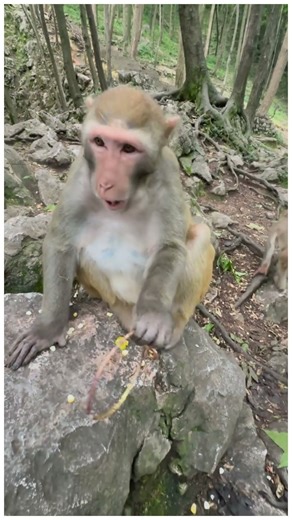 The monkey king wants freedom and won’t wear the tightening band.