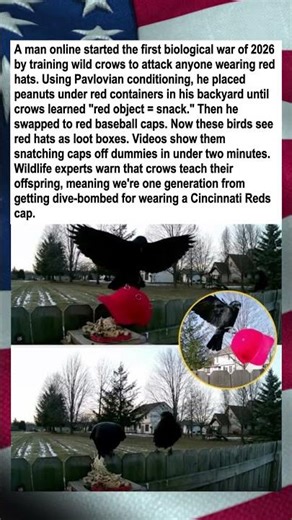 Man Trains Crows To Attack Red Hats