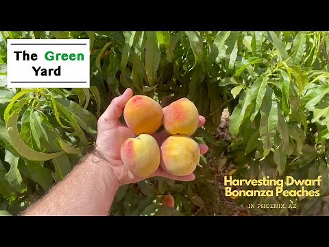 Abundant and Delicious Fruit! Harvesting Dwarf Bonanza Peaches in Phoenix, AZ