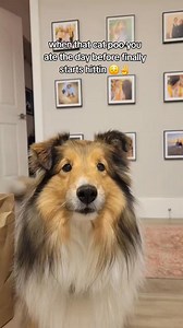 just dog problems 沈 this is a joke, obvi Chloe doesn't eat cat poo  #funny #dog #cute # #dogproblems #sheltie | Mss Sheltiechloe | Facebook