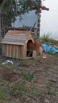 I Built My Dog a Wooden House From Scratch 🐕🪵 | RAW EDGE CRAFT #doghouse #woodworking #diydoghouse
