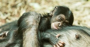 V Ostravě se narodil šimpanz: Nejohroženější druh, nejvíce příbuzný člověku