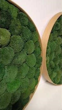 Watch 60cm Round Moss Art Come to Life 🌿 Handmade Stabilized Ball Moss Timelapse