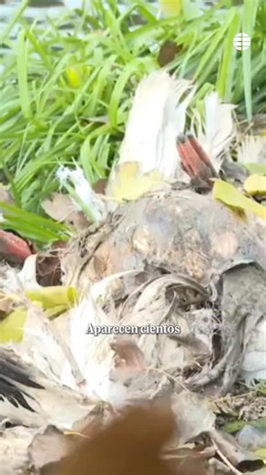 EL MUNDO on Instagram: "Investigan un foco de gripe aviar tras la muerte de cientos de cigüeñas en Getafe La Comunidad de Madrid ha informado de que ha llevado a cabo nuevos análisis para determinar la patogenicidad de un nuevo foco de gripe aviar ante la aparición de un grupo numeroso de cigüeñas halladas muertas en el río Manzanares, a la altura de Perales del Río y La Marañosa, en el término municipal de Getafe, al sur de Madrid. #madrid #gripeaviar #getafe"