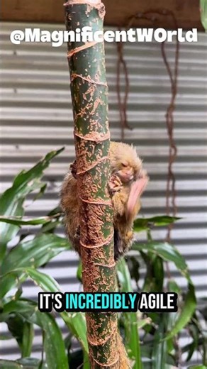 The World’s Smallest Monkey: The Pygmy Marmoset You Won’t Believe Exists!