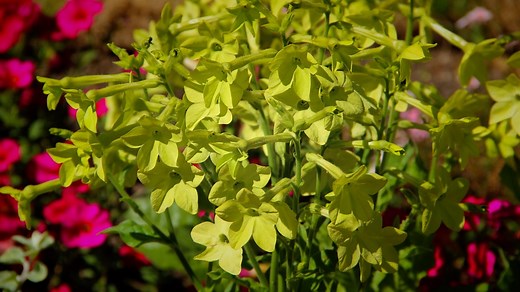 Tobacco plant for flowers all summer
