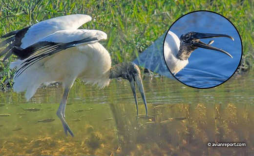 Wood Stork Food Habits - Avian Report