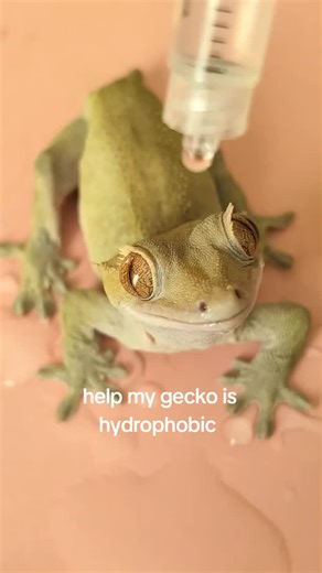 566K views · 793 reactions | Did you know some geckos can be hydrophobic 樂 learn more and see thousands of geckos, snakes, turtles, bugs, and more at the Reptile Super Show this September 13-14 at the Anaheim Convention Center in Anaheim, California! The geckos can’t wait to see you there 年 video from @nekogekko | Reptile Super Show | Facebook