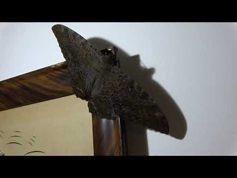Black Witch Moth - Ascalapha Odorata