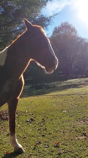 Magic horse breath... | Ridin derange