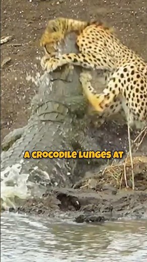Cheetah vs Crocodile: The Ultimate Showdown