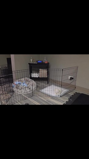 Maddox is having a FOMO “Fear of Missing Out” moment 🐶 #maltese #puppy #FurBaby | Abner Pepito