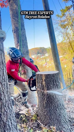 2.3K views | #GTM #treeexperts #arboleros # #triming #treeremoval #treeclimber #ChapinesEnUSA | GTM & TREE Experts | Facebook