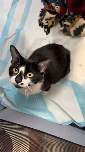 Kit Kats Emo on Reels