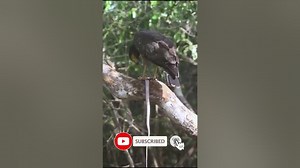 crested serpent eagle eating a snake shorts