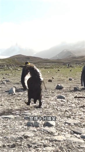 超可爱的阿德利企鹅 #一代有一代人的動物世界 #搞笑動物解說 #動物科普 #動物世界 #神奇動物 | 神奇動物星球AnimalPlanet